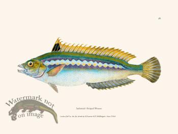 026 Indented- Striped Wrasse